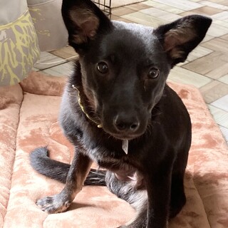 三本足の由良之助です