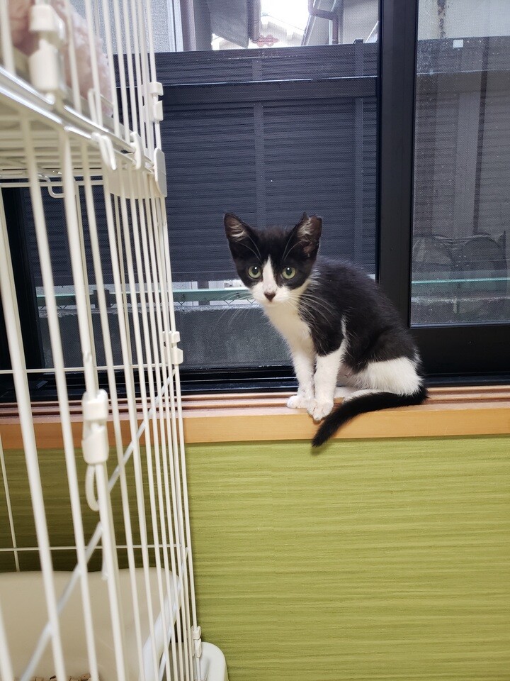 ハチワレ子猫!避妊手術、」大阪府 - 猫の里親募集(320555