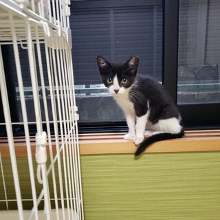 ハチワレ子猫！避妊手術、ワクチン、ウイルス検査済み