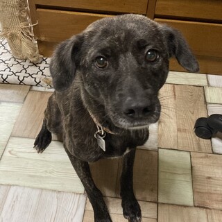 《決定》宮古島から琉球犬MIX「マヤ」