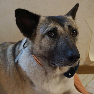 《決定！》静かな子です「ちとせ」ちゃん