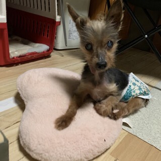 いきな）パッカパカ歩きは僕の個性だい