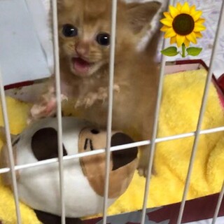 僕も新しい家族が見つかったよ！