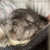 もぷひま
