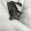 甘えん坊の子猫