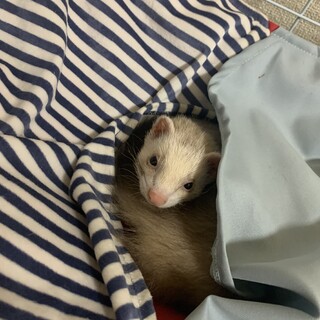 フェレット、オス