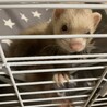 フェレット、オス サムネイル2