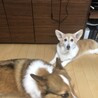 きゃのーん