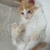 遊んで欲しい子猫の男の子（猫ヘルペス保有者） サムネイル2