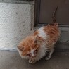 遊んで欲しい子猫の男の子（猫ヘルペス保有者） サムネイル6