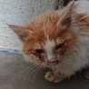 遊んで欲しい子猫の男の子（猫ヘルペス保有者） サムネイル7