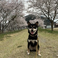 らん