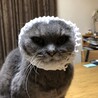 プレモル！