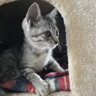 里親さまきまりました。ありがとうございました。