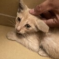 【至急】子猫の里親を探しています