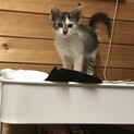 ♀検査陰性（猫白血病・猫エイズ）生後数ヶ月の子猫
