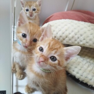 5週令の可愛い茶トラの兄妹