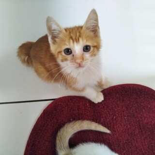 ボブテイルで甘えん坊のテト君