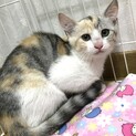 助けてください！エイズキャリアの子猫です