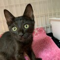 【小平市】ヤンチャな黒猫のアナゴくん！