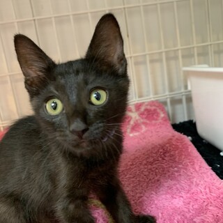 【小平市】ヤンチャな黒猫のアナゴくん！