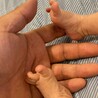 ぱたの