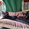 募集中の子猫