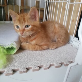 癒し系茶トラ・ヨイチ君の里親様募集！