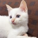 7/19西千葉☆犬も猫も大好き！「バニラくん」