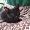 黒猫の子猫