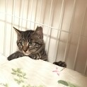 コロンとかわいらしい美猫のキティちゃん