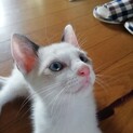 ブルーアイのシャムミックス・ヨニ君の里親様募集！