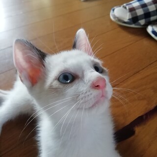 ブルーアイのシャムミックス・ヨニ君の里親様募集！