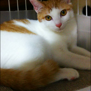 超 美形 の ルイ ちゃんです