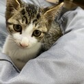 仔猫を保護しました。