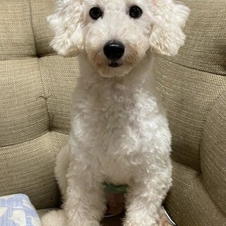 トイプードル♂️ヤマト　推定2～3歳