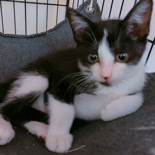 家族が出来ました♡甘えん坊ハチワレ♀推定2〜3ヶ月