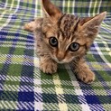 石材屋の軒下で保護された子猫