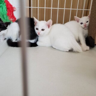 真っ白と白黒の兄妹 