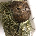 デグーアグーチ