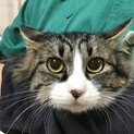 ゴージャス美猫！風格と気品の風花☆1歳