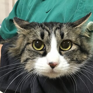 ゴージャス美猫！風格と気品の風花☆1歳