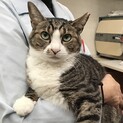 獣医師絶賛のいい子！抱っこ大好き7歳⭐︎病院で保護
