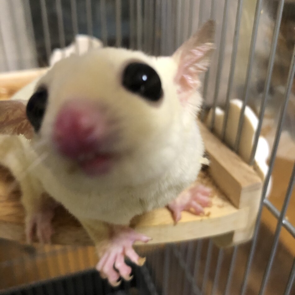 まだまだミルク大好き，一歳♂のカバー写真