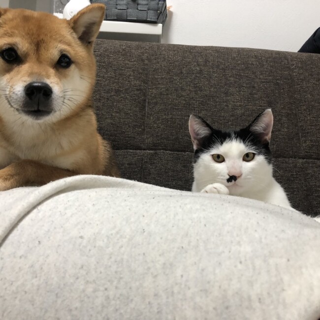 mipoo.mのカバー写真