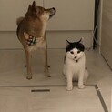 ぶちゃネコ