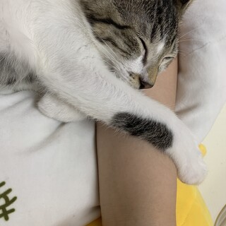 キジトラの甘えん坊な男の子5ヶ月くらい