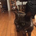 テニスコートに迷い込んでいた子猫ちゃんです