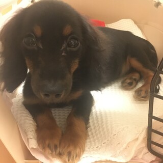 約4ヶ月　ダックスよりのミックス犬女の子です。