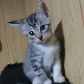 人懐こいサバトラ子猫のきーちゃん